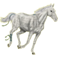 Reitpferd Andalusier Hellgrau
