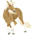 Reitpferd Araber Rotbrauner