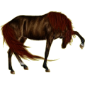 Reitpferd Irisches Sportpferd Apfelschimmel