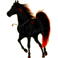 Reitpferd Araber Brauner