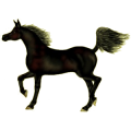 Reitpferd Mustang Rotbrauner