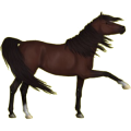 Reitpferd Araber Fuchs