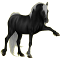 Reitpferd Isländer Brauner