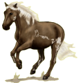Reitpferd Argentinischer Criollo Brauner mit Tobiano-Scheckung