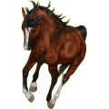 Reitpferd Deutsches Reitpferd Brauner