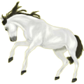 Reitpferd Shagya-Araber Hellgrau