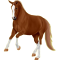 Reitpferd Trakehner Fuchs