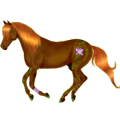 Pony Deutsches Reitpony Apfelschimmel