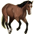 Reitpferd Andalusier Dunkelfuchs mit heller Mähne