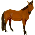 Reitpferd Lusitano Dunkelbrauner