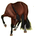 Pony Deutsches Reitpony Rotbrauner