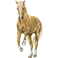 Reitpferd Trakehner Palomino