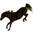 Pony Deutsches Reitpony Rappe