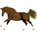 Reitpferd Trakehner Rotbrauner