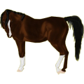 Reitpferd Lusitano Dunkelbrauner