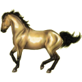 Reitpferd Berber Falbe