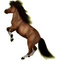 Pony Deutsches Reitpony Brauner