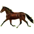 Reitpferd Paso Peruano Brauner