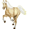 Reitpferd Englisches Vollblut Palomino