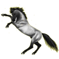Reitpferd Andalusier Hellgrau