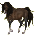 Reitpferd Araber Brauner