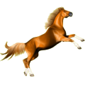 Reitpferd Araber Apfelschimmel