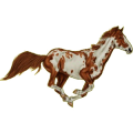 Reitpferd Argentinischer Criollo Brauner mit Tovero-Scheckung 