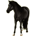 Pony Quarter Pony Cremello