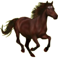 Pegasus-Pony Rappe