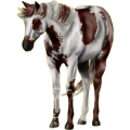 Reitpferd Mustang Schabrackenrotbrauner