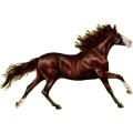 Reitpferd Mustang Hellgrau
