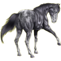 Reitpferd Oldenburger Apfelschimmel
