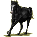 Pegasus-Reitpferd Andalusier Dunkelbrauner