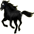 Reitpferd Araber Dunkelbrauner