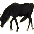 Reitpferd Englisches Vollblut Rappe
