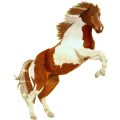 Pony Quarter Pony Fuchs mit Tobiano-Scheckung