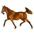 Reitpferd Marwari Falbe mit Tobiano-Scheckung