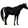 Reitpferd Araber Dunkelfuchs