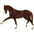 Reitpferd Hannoveraner Fuchs