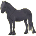 Pony Quarter Pony Brauner
