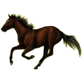 Reitpferd Andalusier Hellgrau