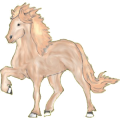 Reitpferd Marwari Mausgrau