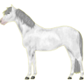 Reitpferd Paint Horse Palomino mit Tovero-Scheckung