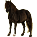 Pony Shetlandpony Rotbrauner