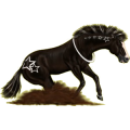 Reitpferd Marwari Fuchs