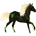 Reitpferd Curly Horse Palomino