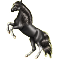Reitpferd Lusitano Falbe