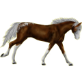 Reitpferd Hannoveraner Fuchs mit heller Mähne
