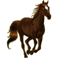 Pony Deutsches Reitpony Hellgrau