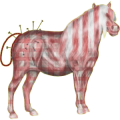 Pony Welsh Cob Fuchs